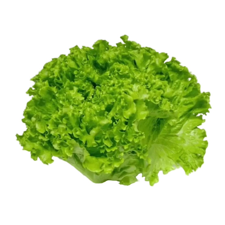 Lechuga Crespa