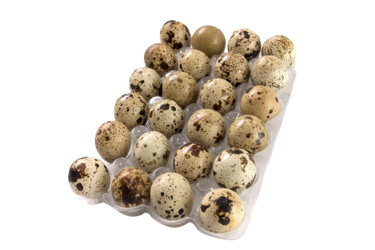 Huevos De Codorniz 24