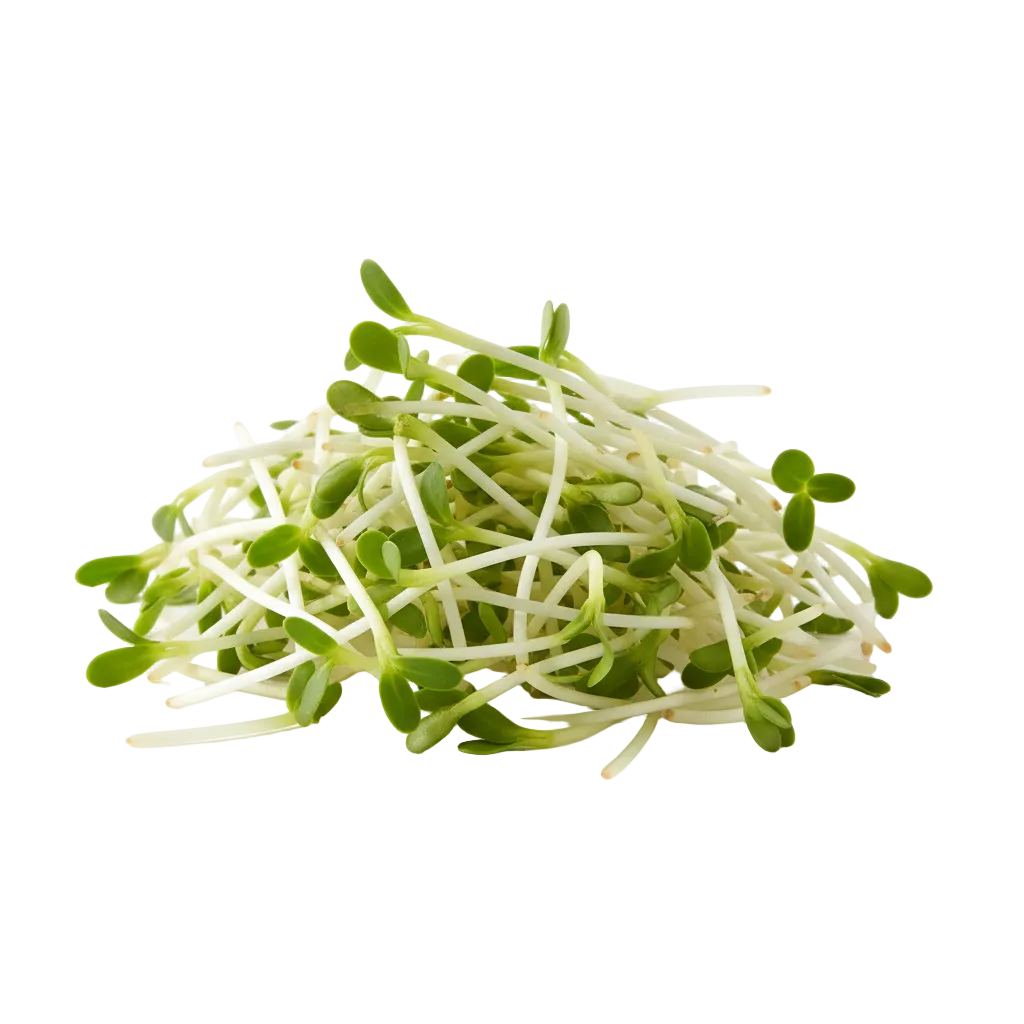 brotes de alfalfa