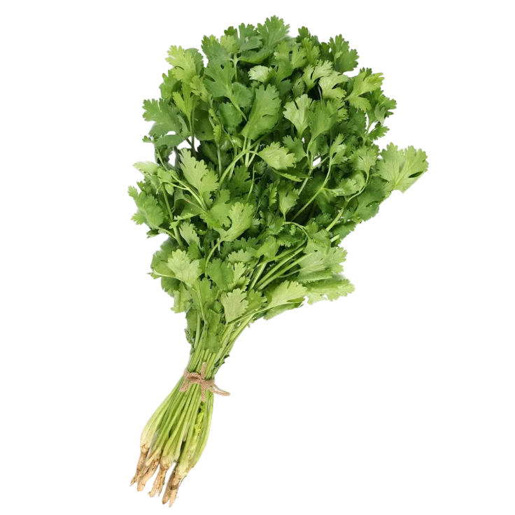 cilantro atado