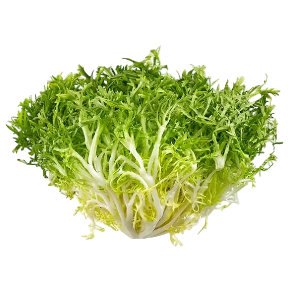 escarola