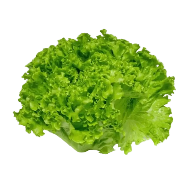 Lechuga Crespa