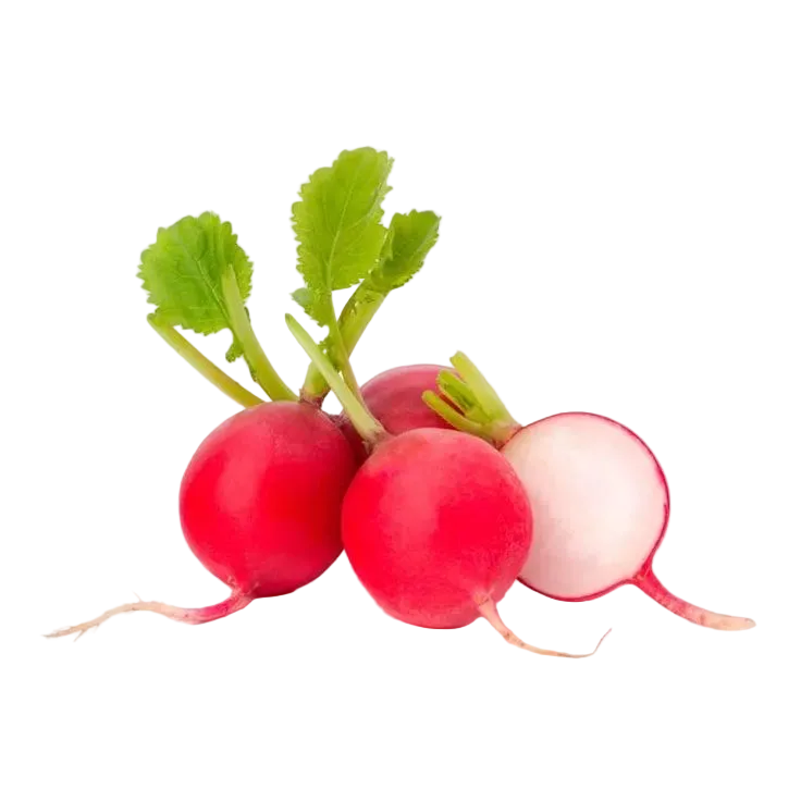 Rabanito