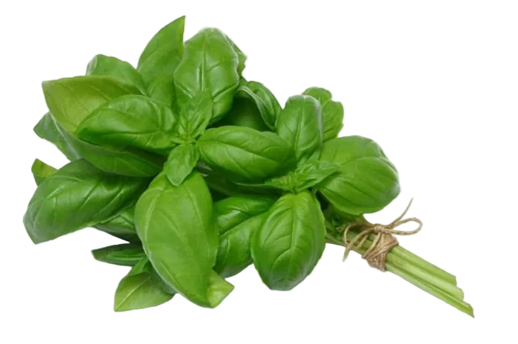 albahaca