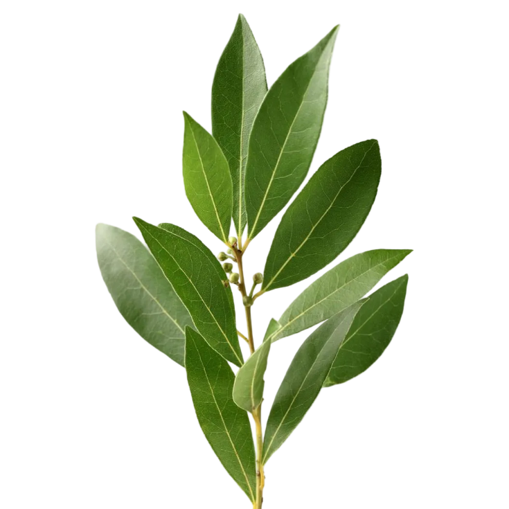 laurel