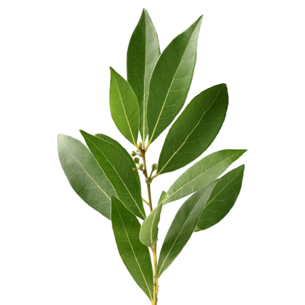 Laurel