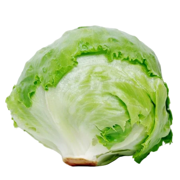 lechuga lisa