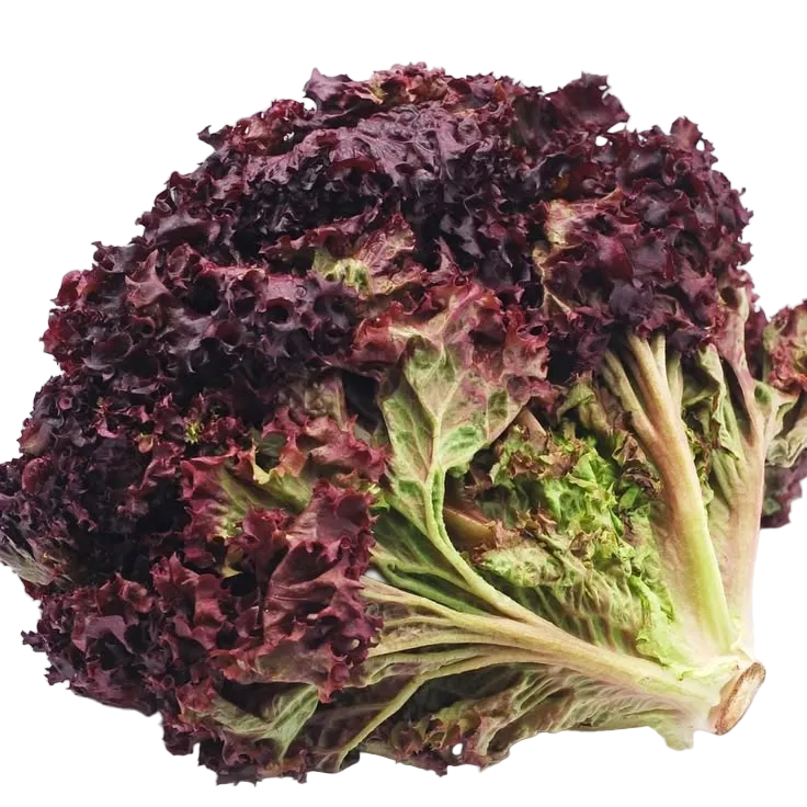 lechuga morada