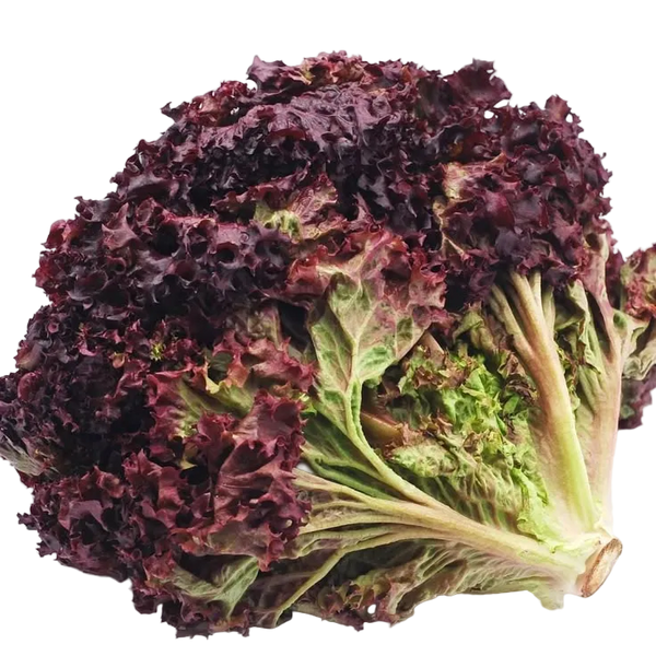 Lechuga Morada