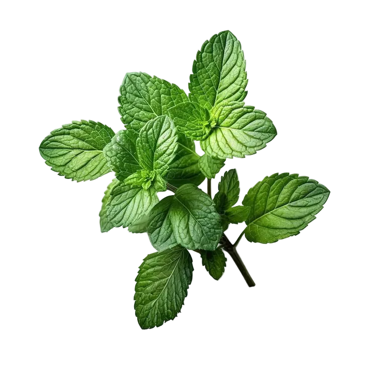 menta