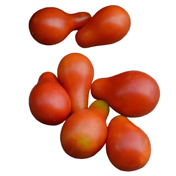 tomate cherry perita